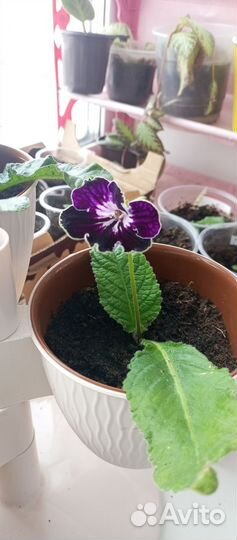 Стептокарпусы