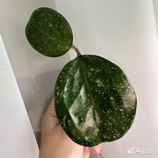 Хойя разные. Август