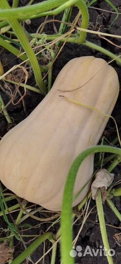 Тыква матильда