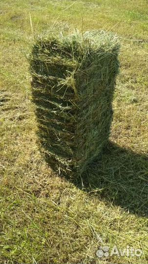 Сено в тюках и в рулонах