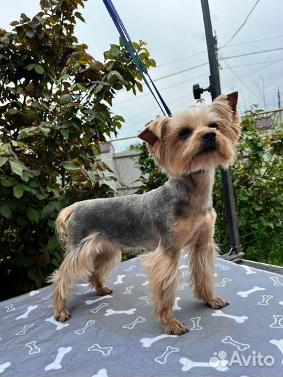 Йоркширский терьер девочка
