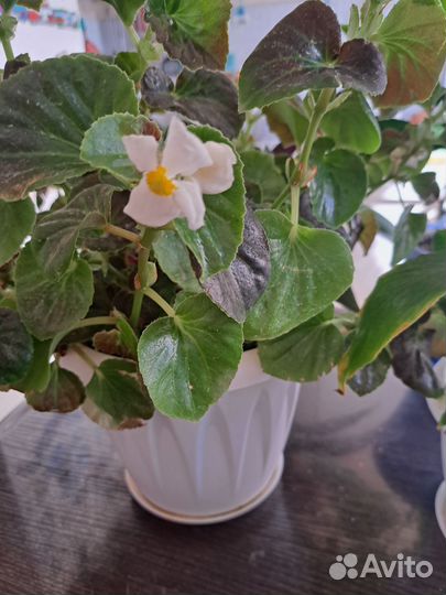 Бегония цветущая