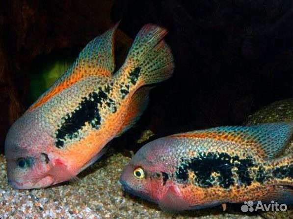 Американские цихлиды