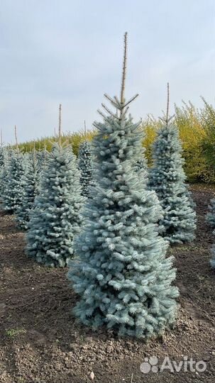 Ель голубая в ассортименте