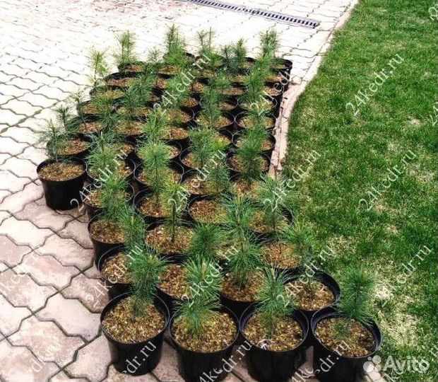 Саженцы сибирского кедра