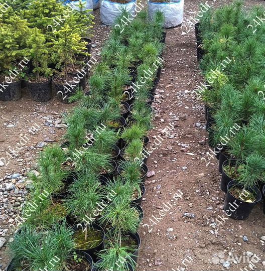 Сибирский кедр. Саженцы