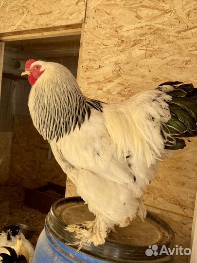 Петушок брама колумбийский