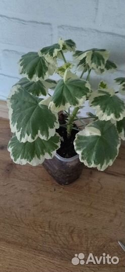 Пеларгония 'Madame Salleron'(герань)