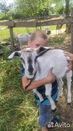 Комолая козочка