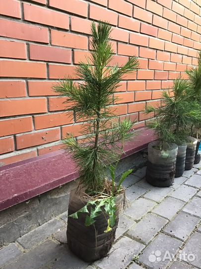 Кедр сибирский, саженцы, 8 лет