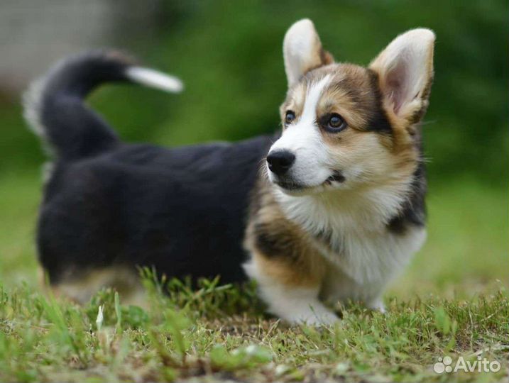 Щенки вельш-корги пемброк РКФ