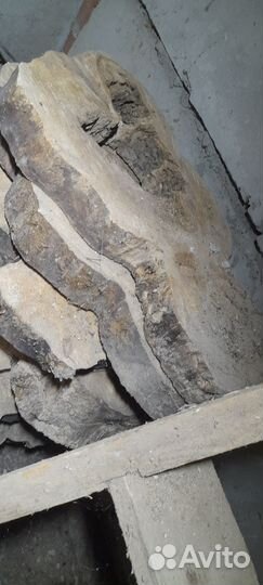 Поперечные спилы тополя пустотелые внутри