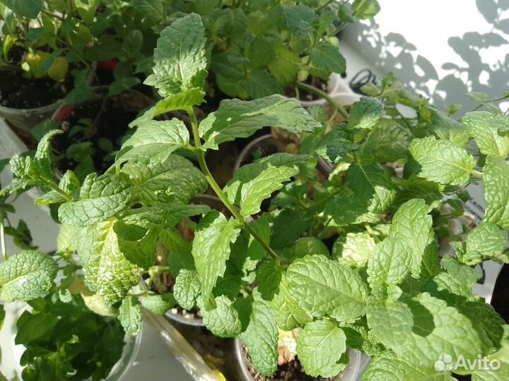 Мята, саженцы