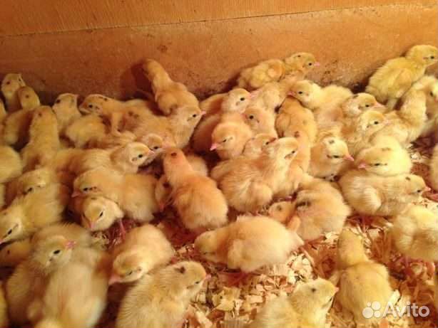 Бройлерные цыплята кобб 500 росс 308