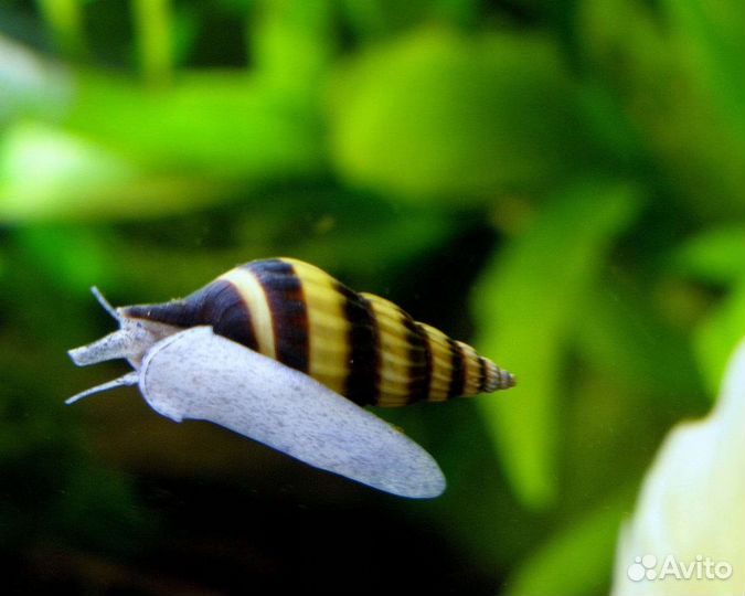 Аквариумные креветки,улитки хелены