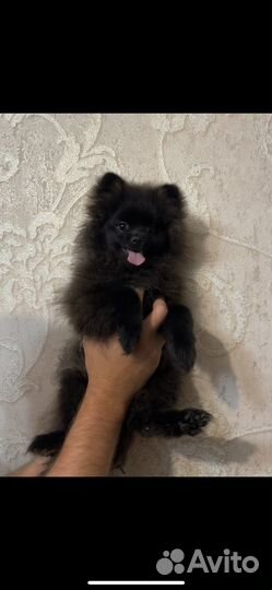 Щенки шпица