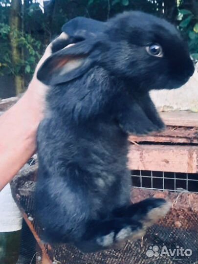 Продам кроликов