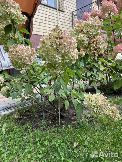 Гортензия метельчатая Ванила Фрайз