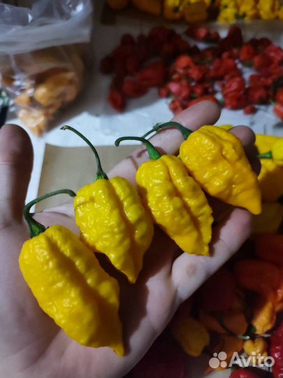 Семена острого перца Чили суперхот