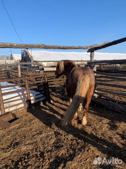 Лошадь жеребец