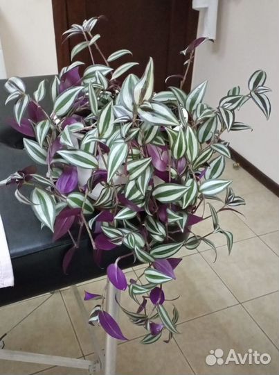 Филодендрон.Традесканция.Диффенбахия. Пеперомия