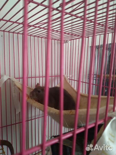 Крысы Дамбо