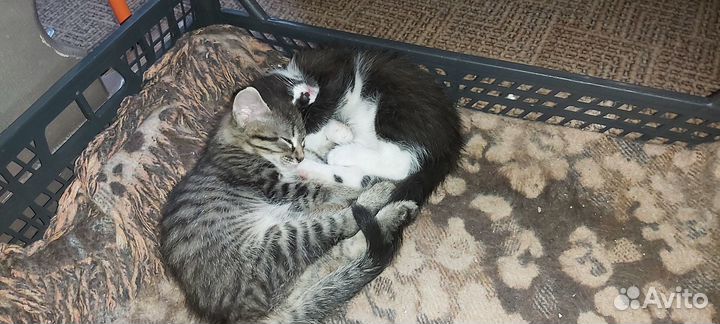 Котята в добрые руки