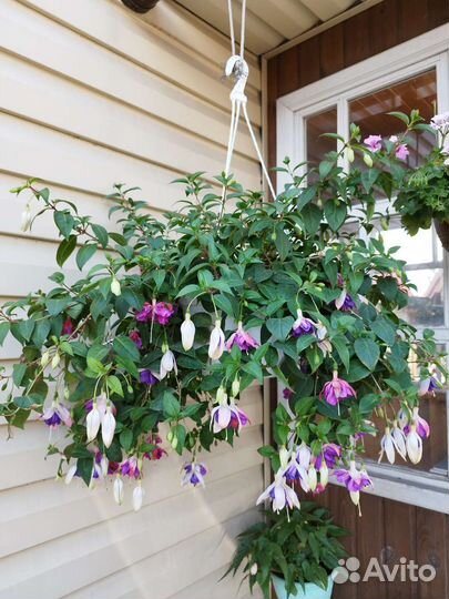 Ампельная фуксия в подвесном кашпо