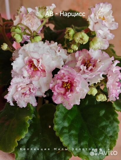 Сортовые фиалки