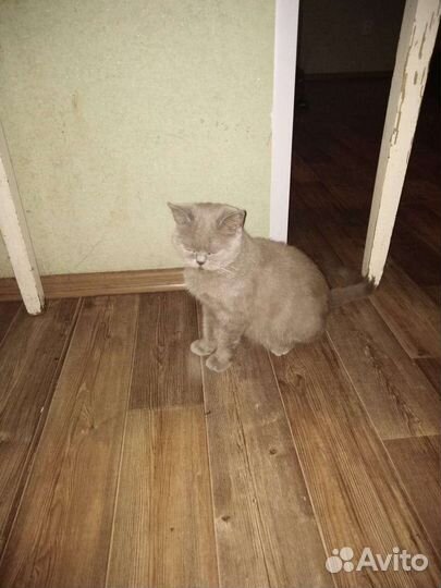 Британская кошка в дар