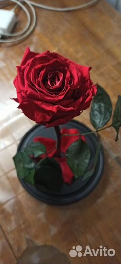 Вечная роза в колбе