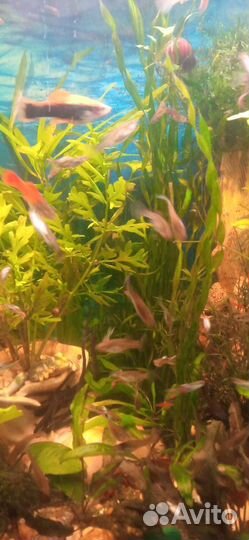 Аквариумные рыбки гуппи