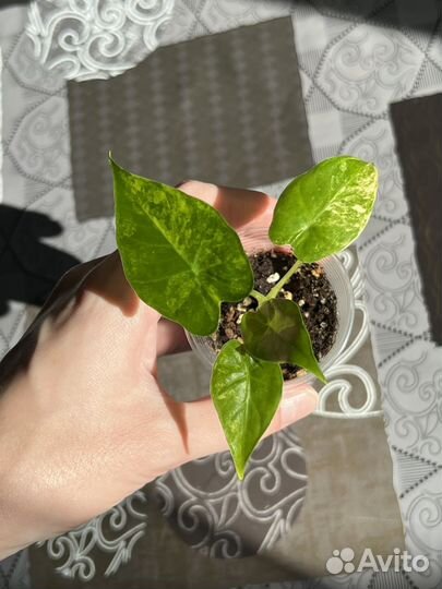 Alocasia gageana variegated