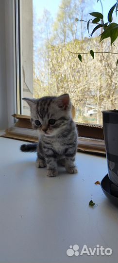 Шотландская кошка