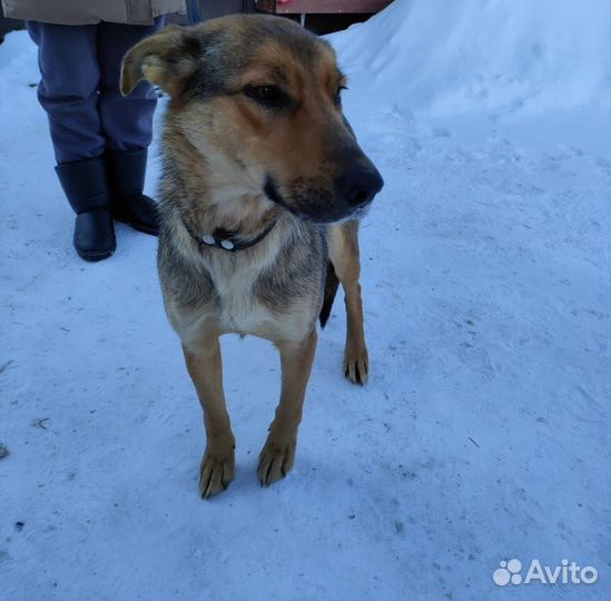 Джессика ищет дом