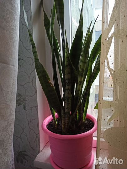 Цветок Сансевиерия