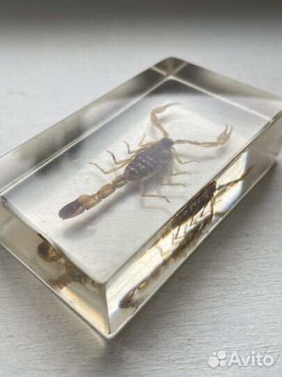 Настоящий скорпион в эпоксидной смоле