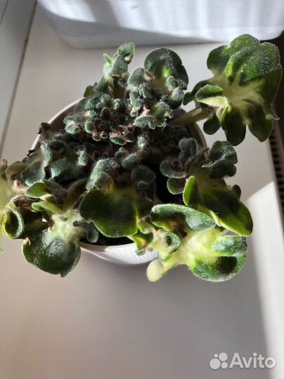 Стартеры фиалок