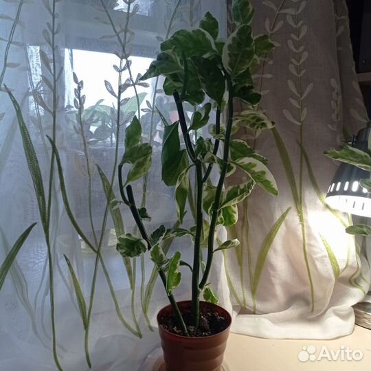 Педилантус