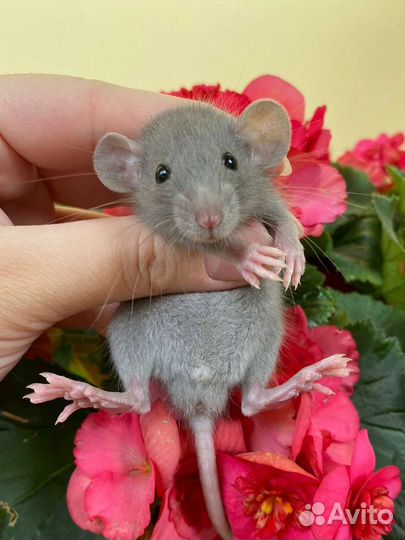 Крыса крысята дамбо. Доставка