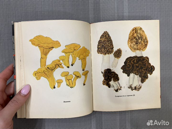 Шульга Карклина Грибы наших лесов 1966