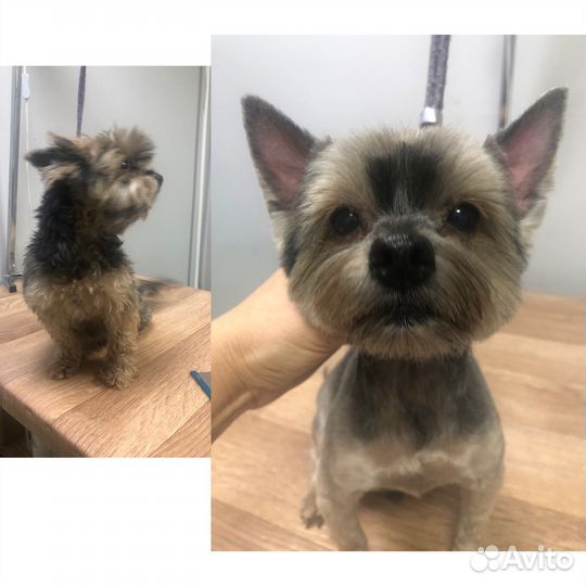 Стрижка животных