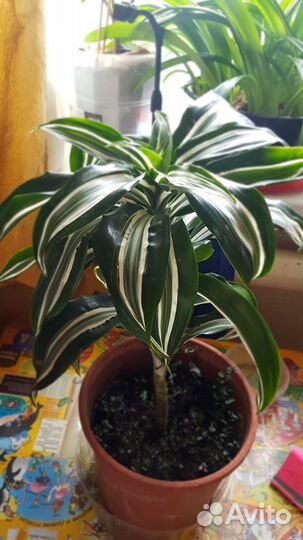 Пальма драцена