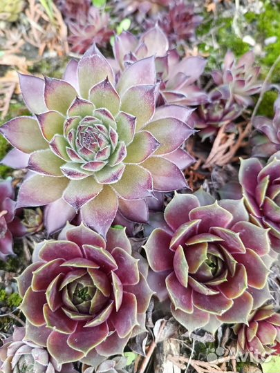 Хвойные, хосты, розы, многолетники, плодовые и др