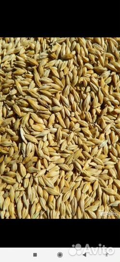 Продам ячмень