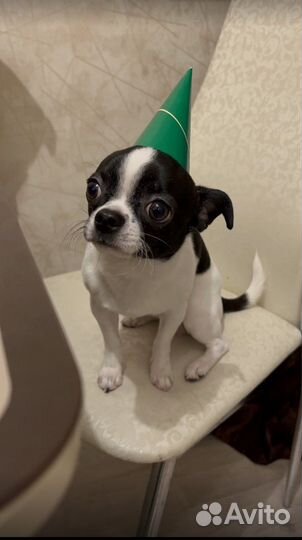 Вязка чихуахуа мальчик