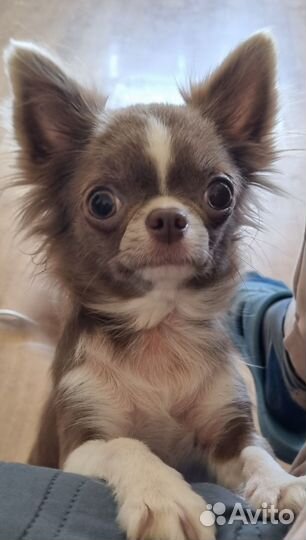 Чихуахуа девочки