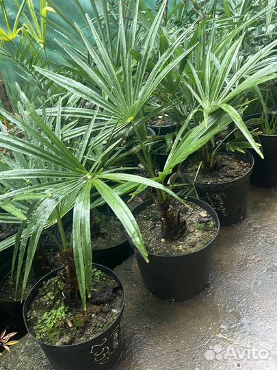 Пальма трахикарпус