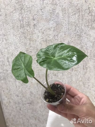 Алоказия Портадора