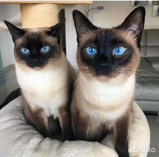 Тайские котята